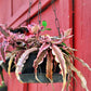 Cryptanthus 'Pink Star' - 4" Pot
