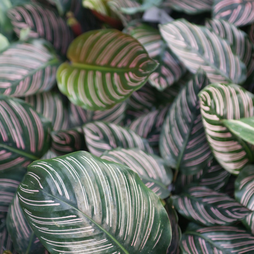 Calathea 'Ornata'