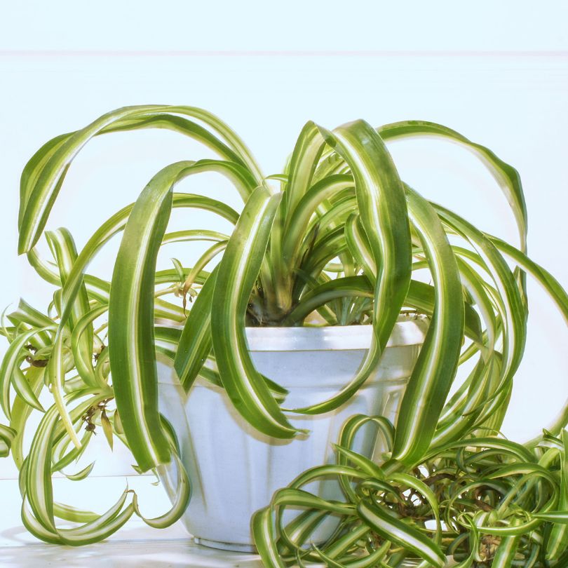 Spider Plant 'Bonnie'