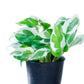 Pothos 'N'joy'