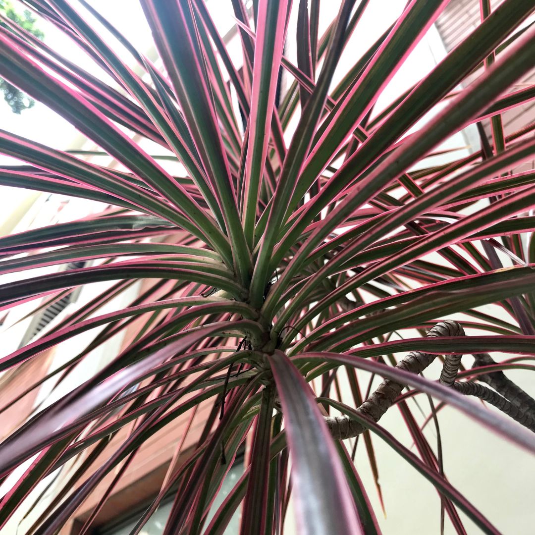 Dracaena 'Colorama'