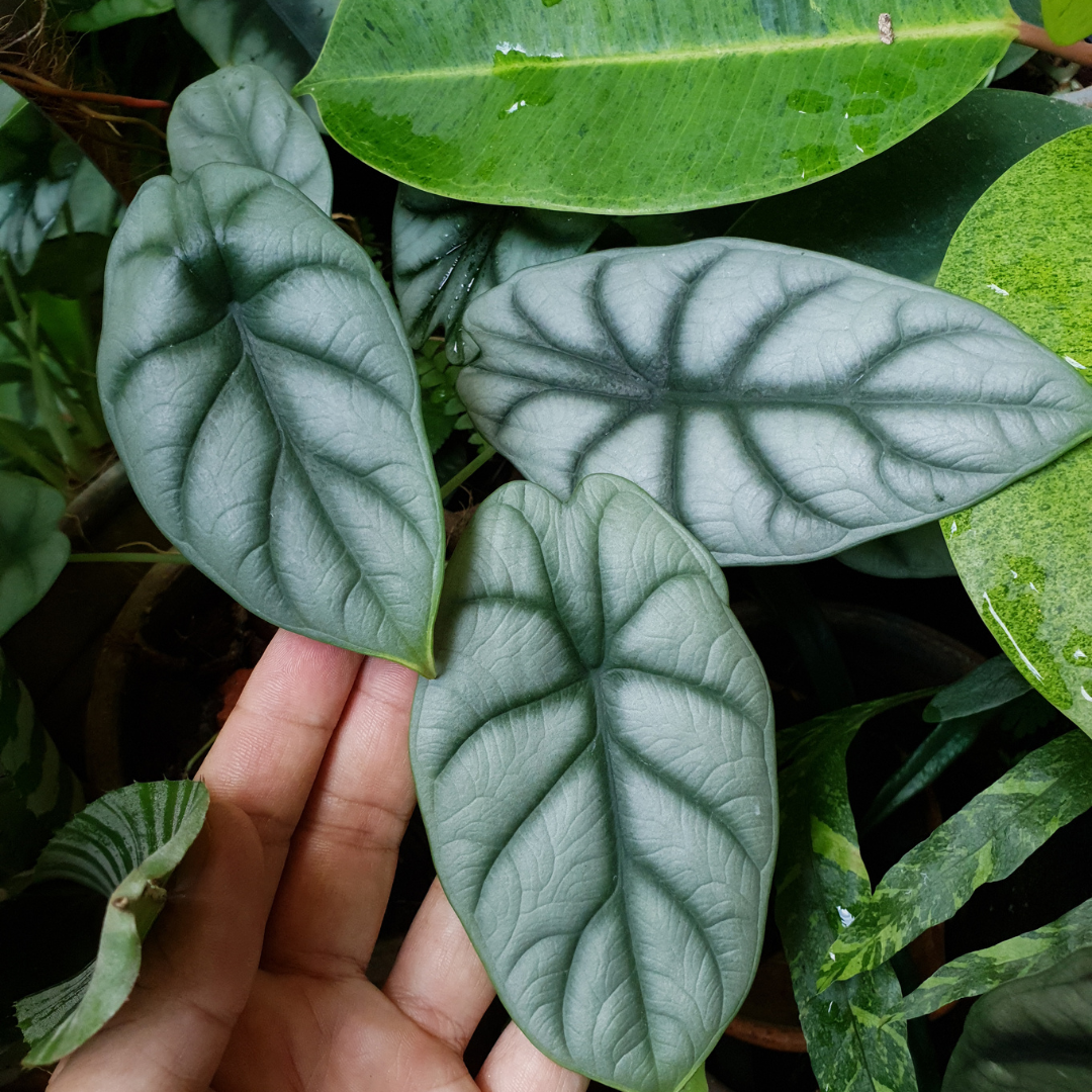 alocasia silver dragon rare plant