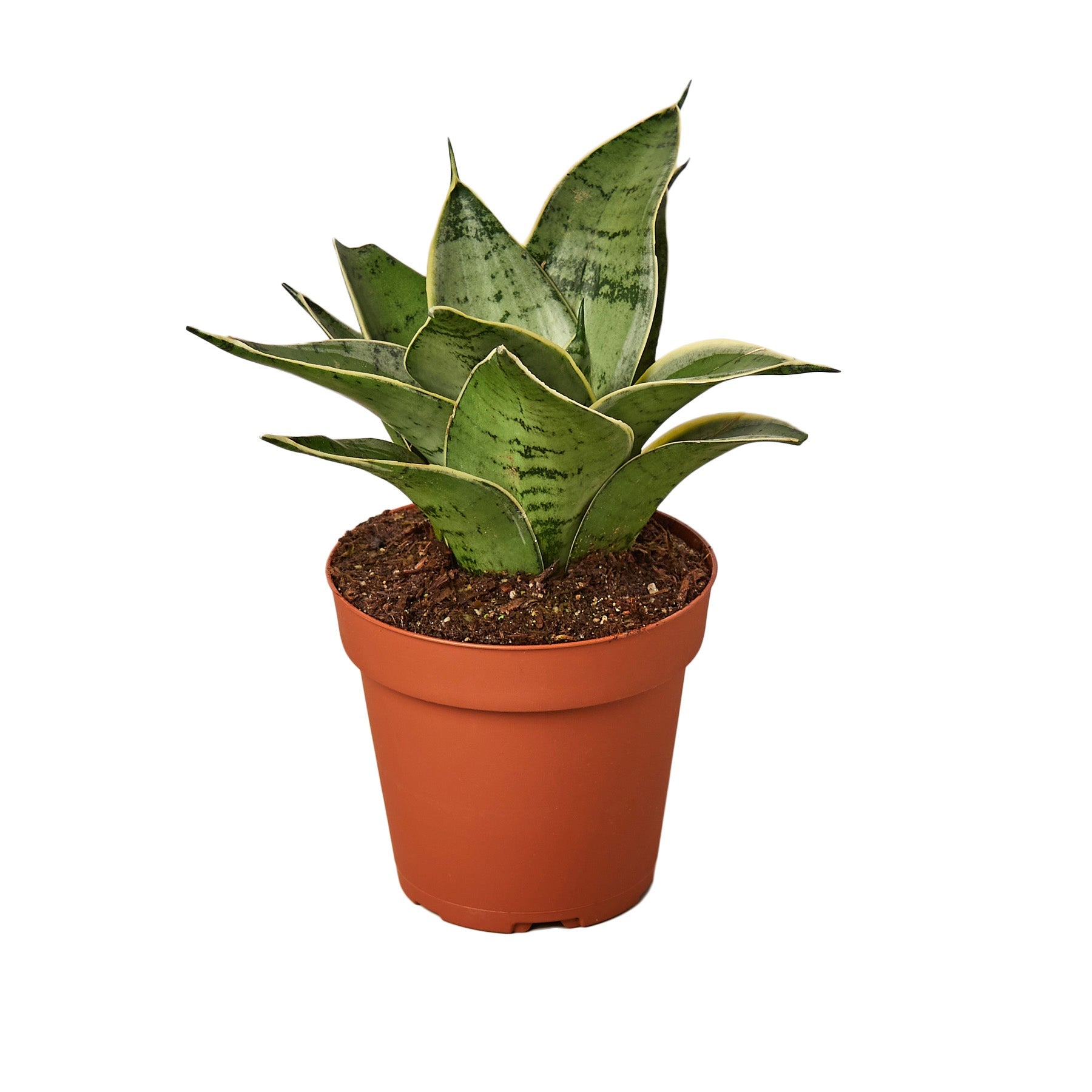 small indoor snake plant Snake Plant 'Starlight'