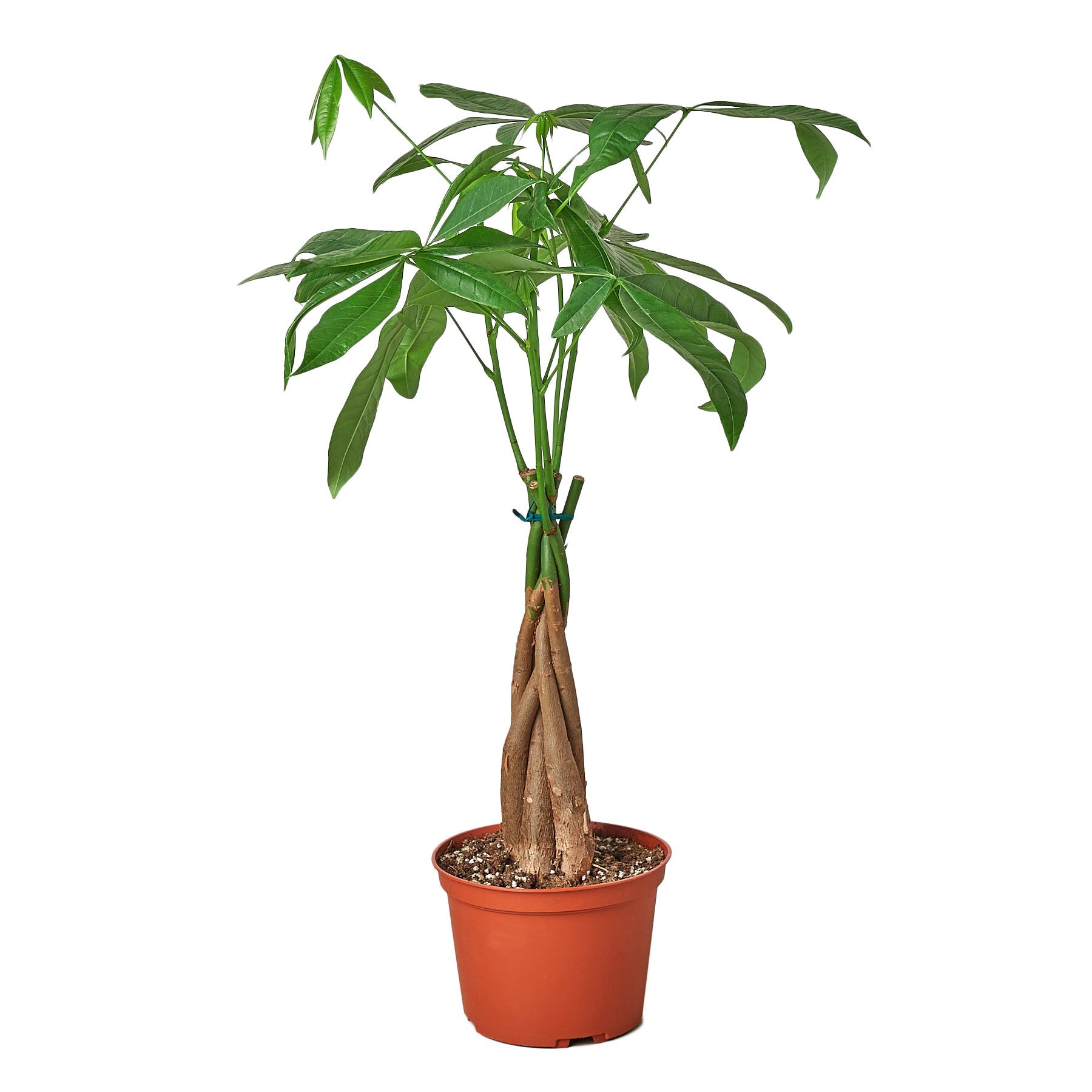 money tree 1800 number Buy Money Tree Guiana Chestnut Pachira Braid