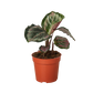 Calathea Roseopicta 'Medallion' II - 6" Pot