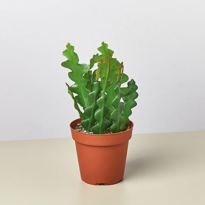 Epiphyllum 'Ric Rac' Cactus Media 1 of 3