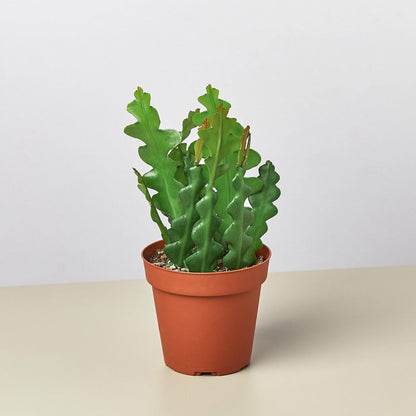 ric rac cactus soil Epiphyllum 'Ric Rac' Cactus 6" Pot