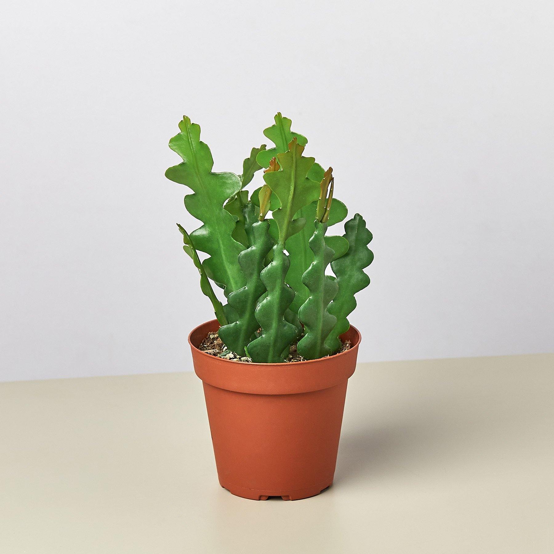 live cactus indoor plant Epiphyllum 'Ric Rac' Cactus