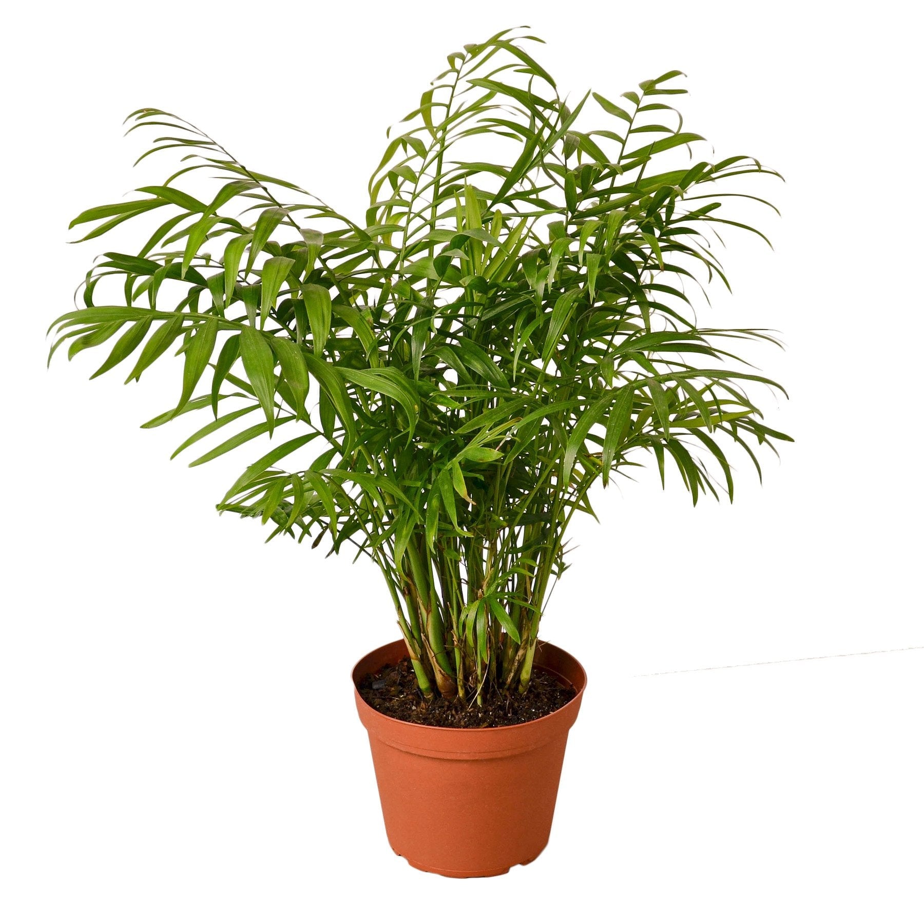 Buy Parlor Palm Plant