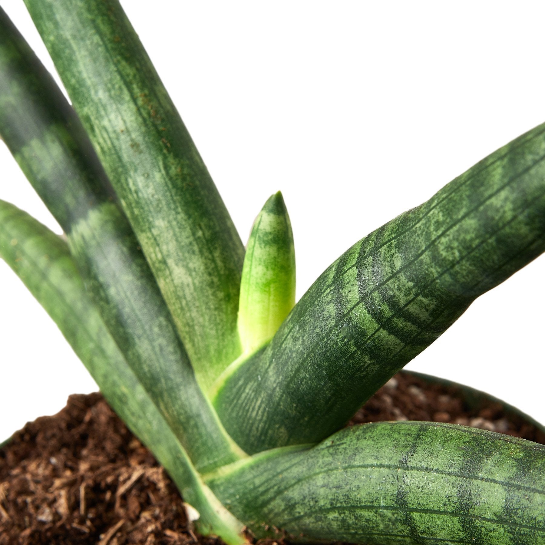 starfish snake plants Buy Snake Plant Starfish