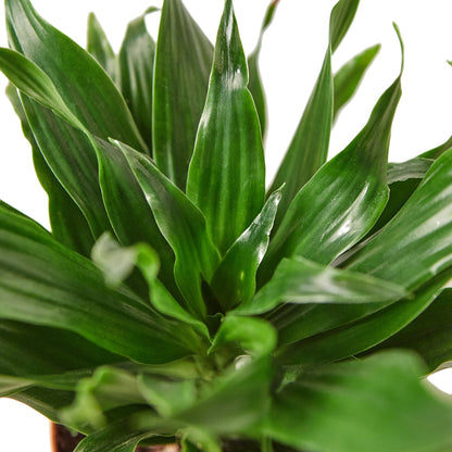 Dracaena Janet Craig indoor plant