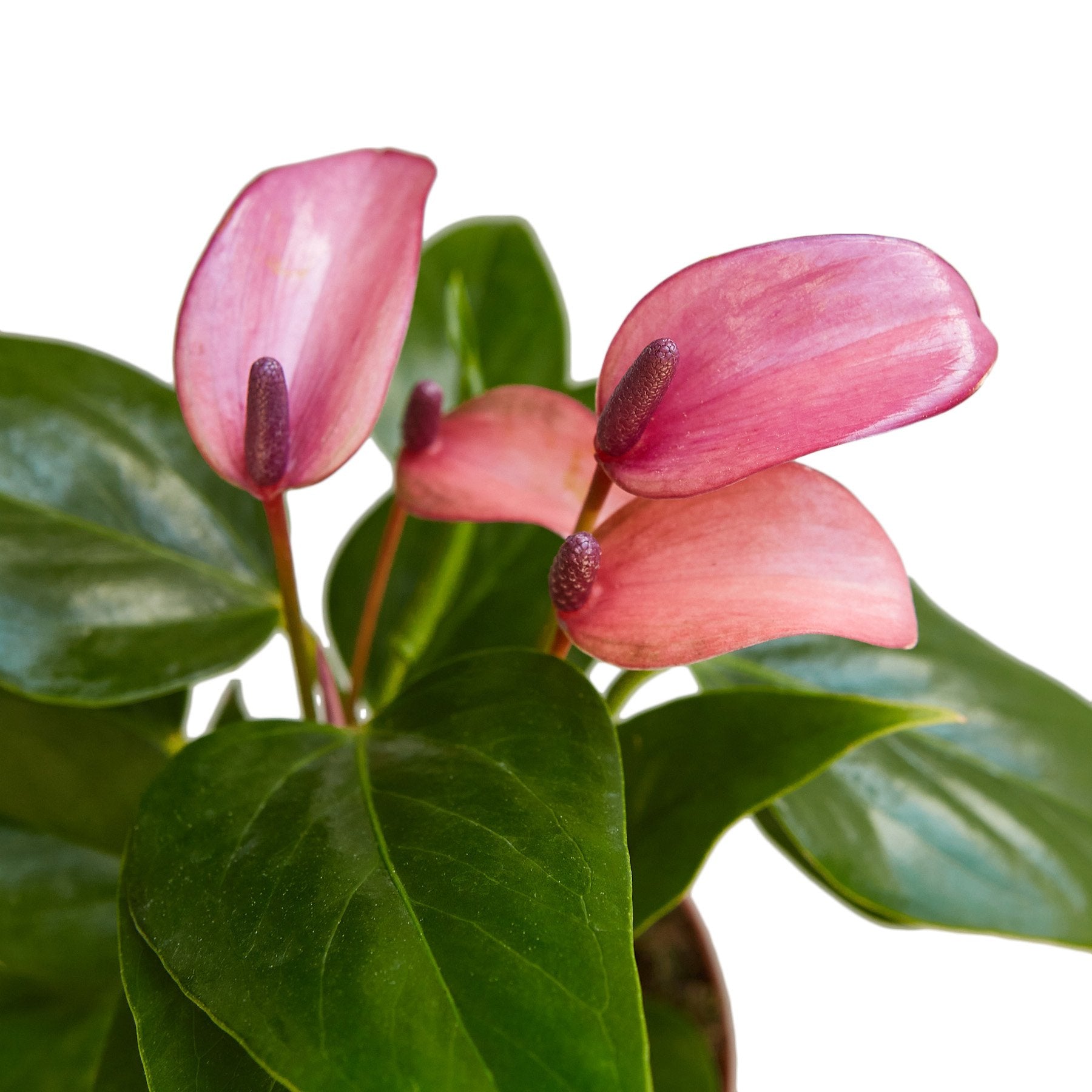 anthurium lilac Anthurium Purple