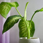 Dieffenbachia Camille 'Dumb Cane'