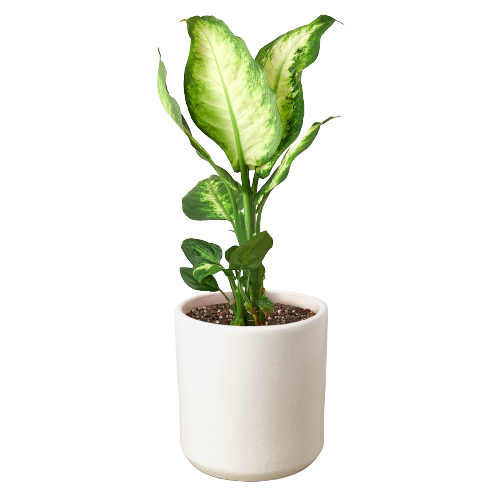 Dieffenbachia Camille 'Dumb Cane'