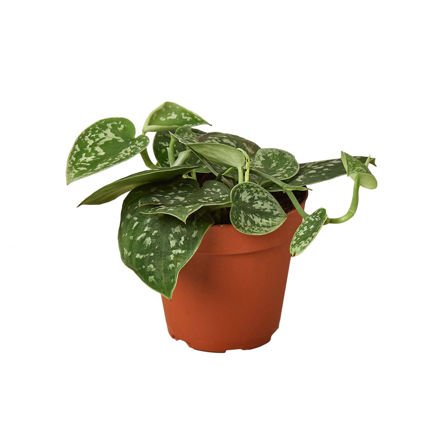 Pothos 'Satin' / Scindapsus pictus