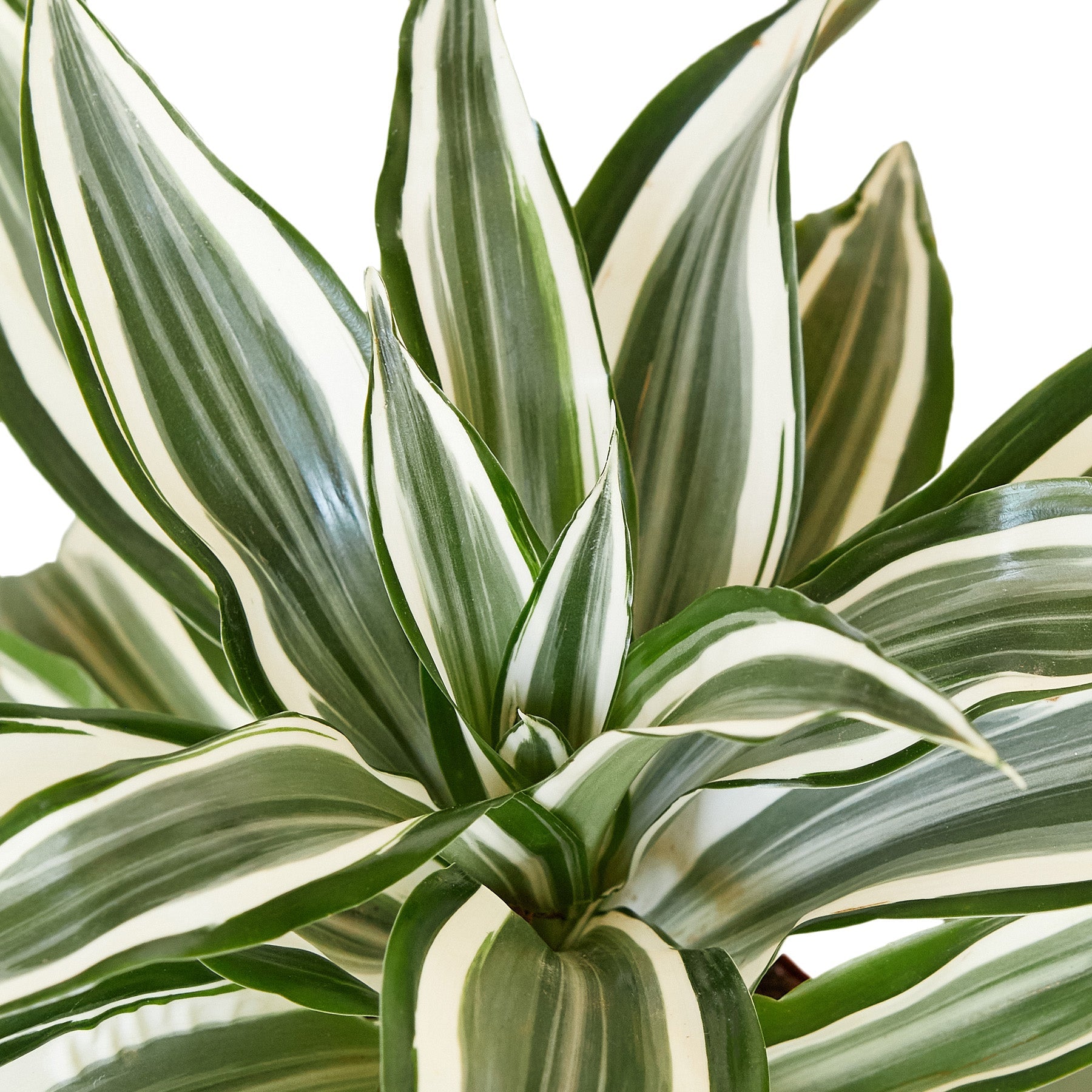dracaena warneckii green stripe Dracaena Warneckii 'White Jewel' 6" Pot
