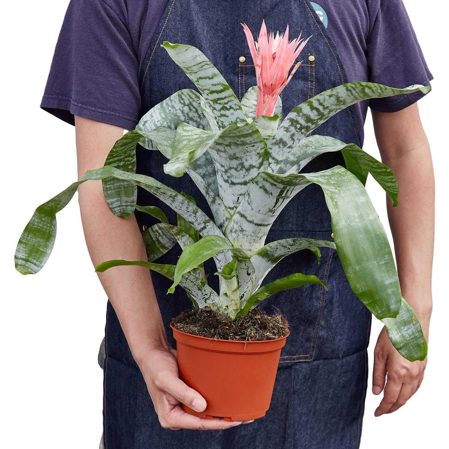 Bromeliad Aechmea Pink