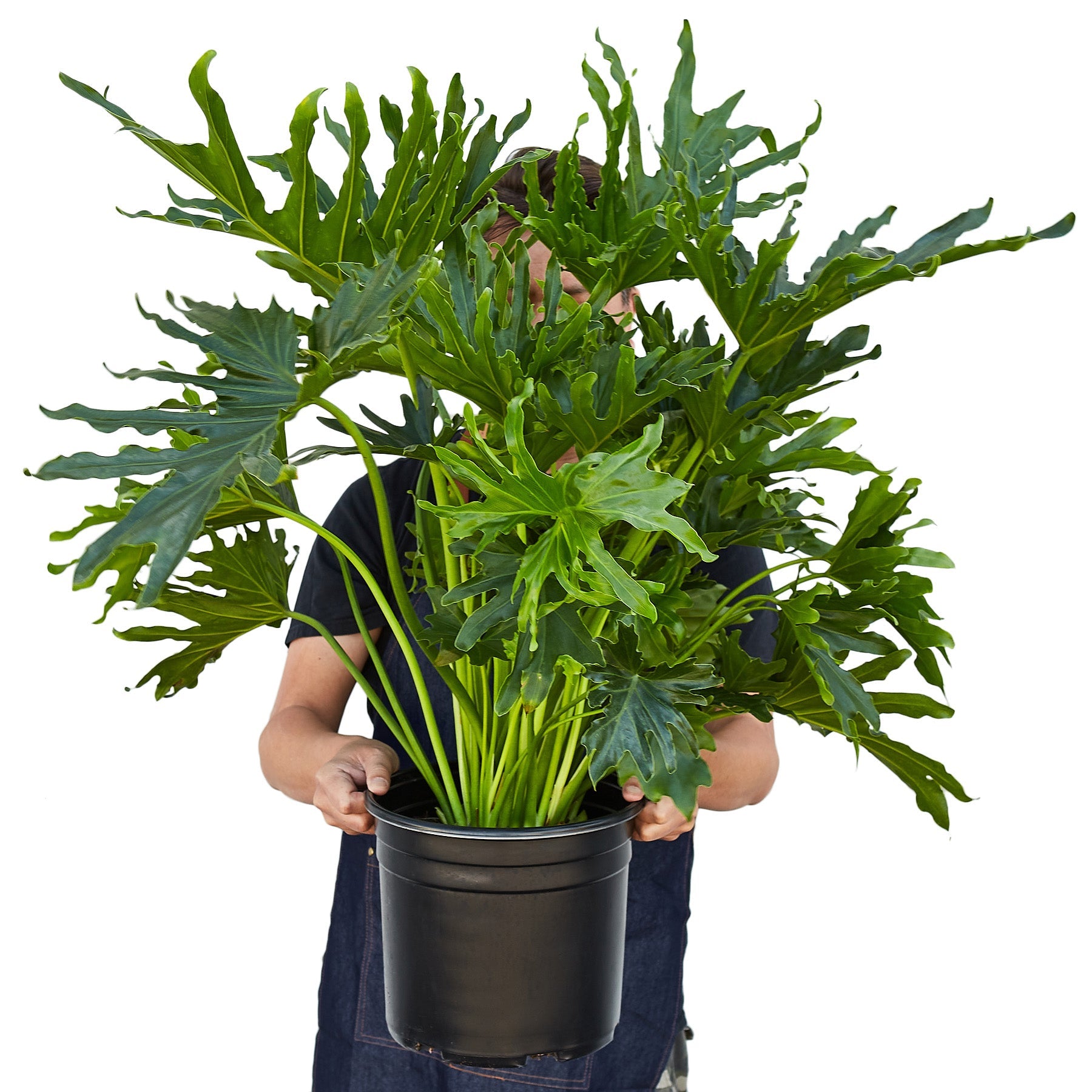split philodendron care Buy Philodendron Lickety Split