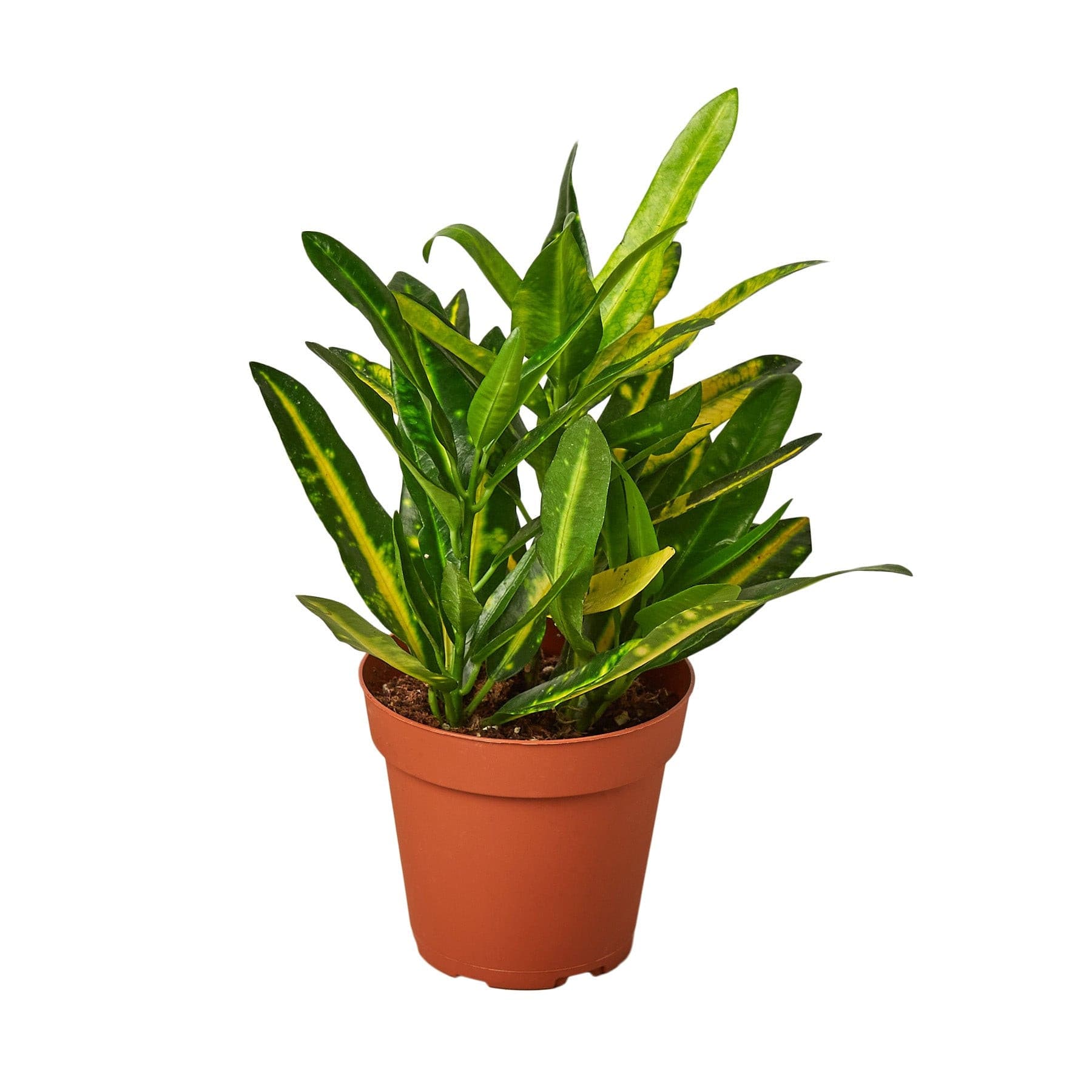 croton plants variety Buy 2 Croton Variety Pack