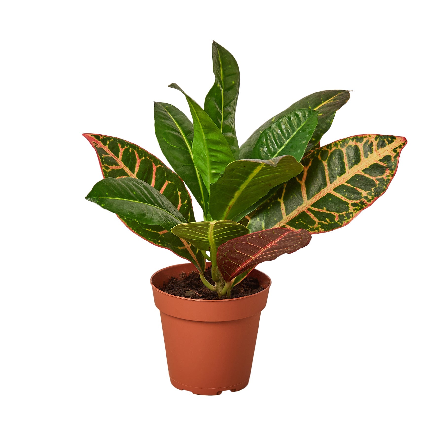 joseph's coat plant indoors Croton Petra 'Joseph's Coat'