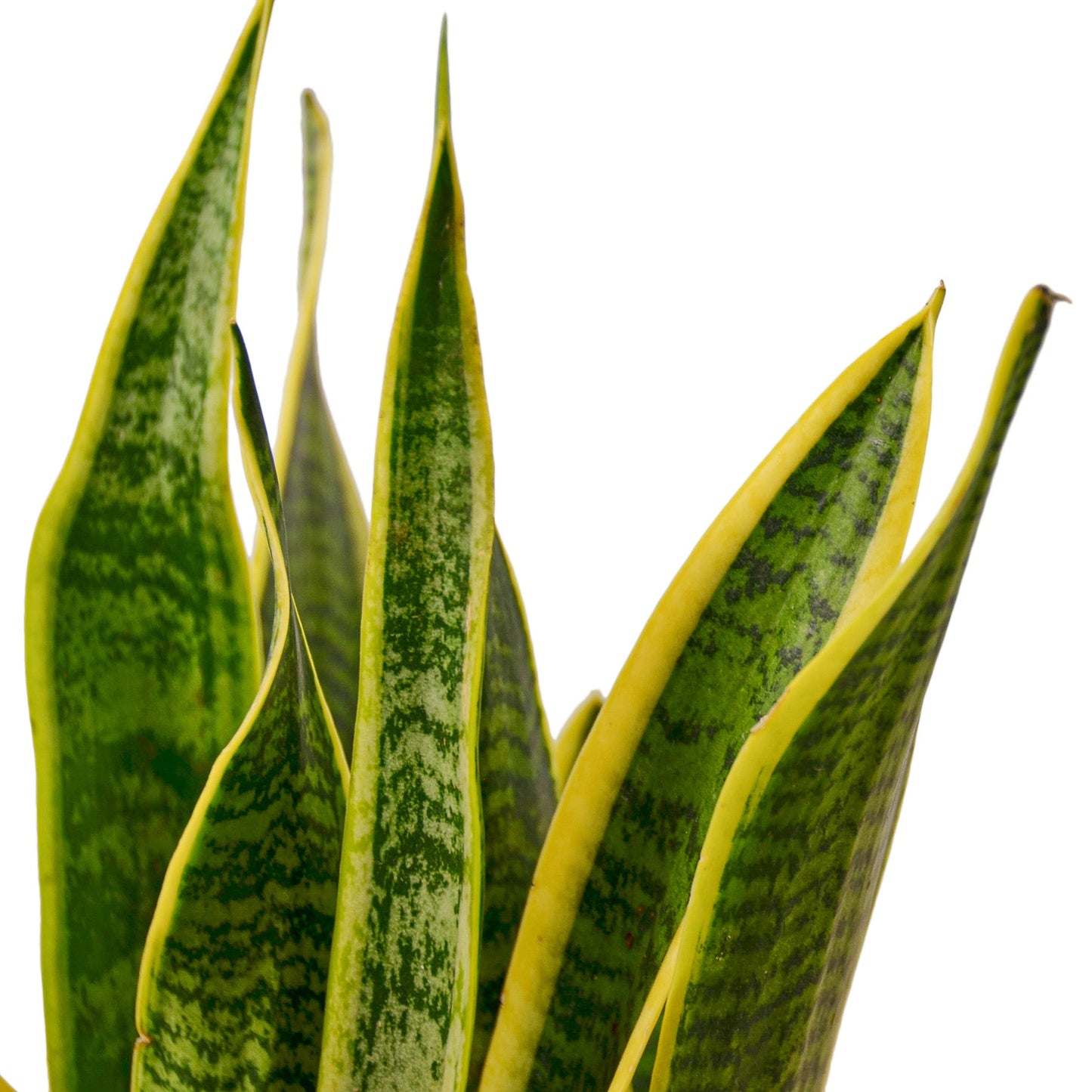 2 Snake (Sansevieria) Plant Variety Pack