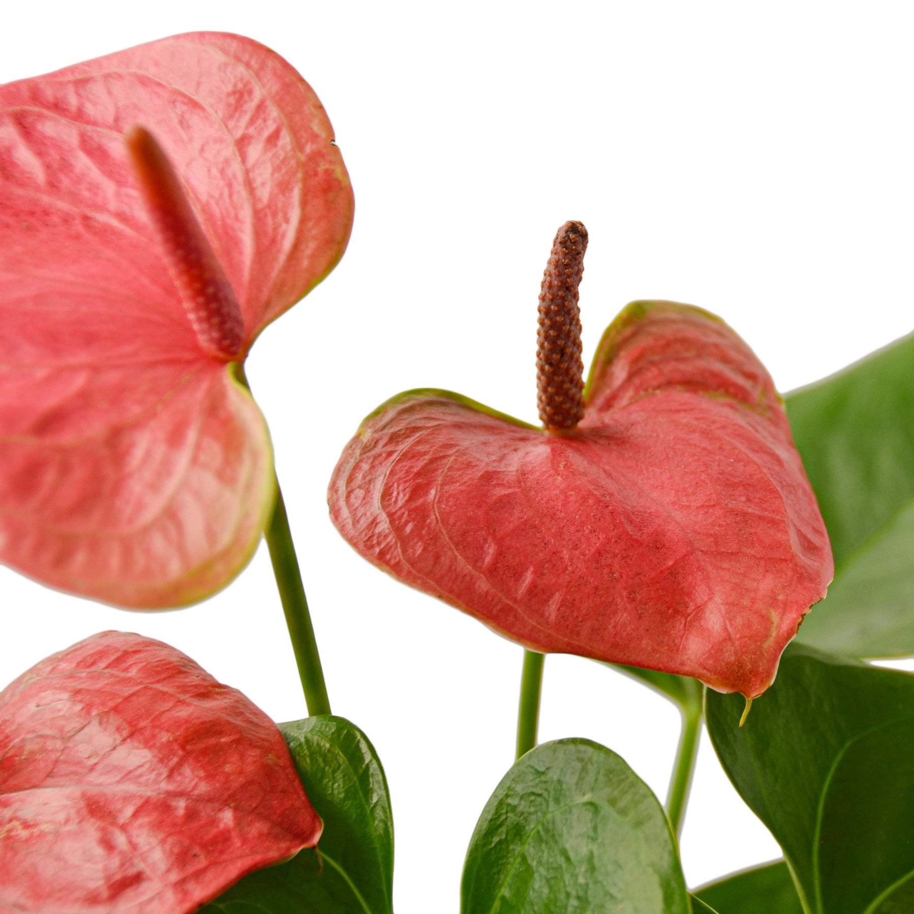 anthurium flowers for sale Anthurium 'Pink' 6" Pot