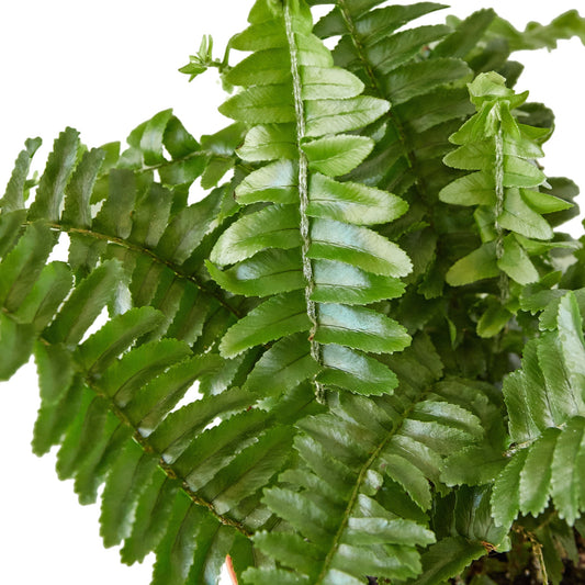 Boston Fern