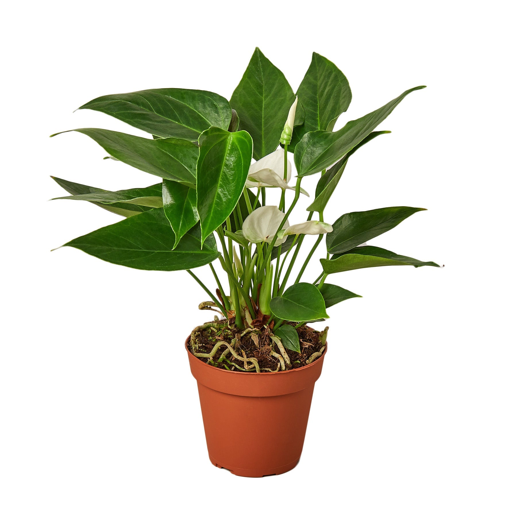 anthurium plant sale Buy Anthurium White