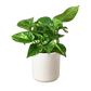 Pothos 'Golden'