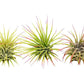 3 Ionantha Guatemala Air Plants / FREE Care Guide / Blooms