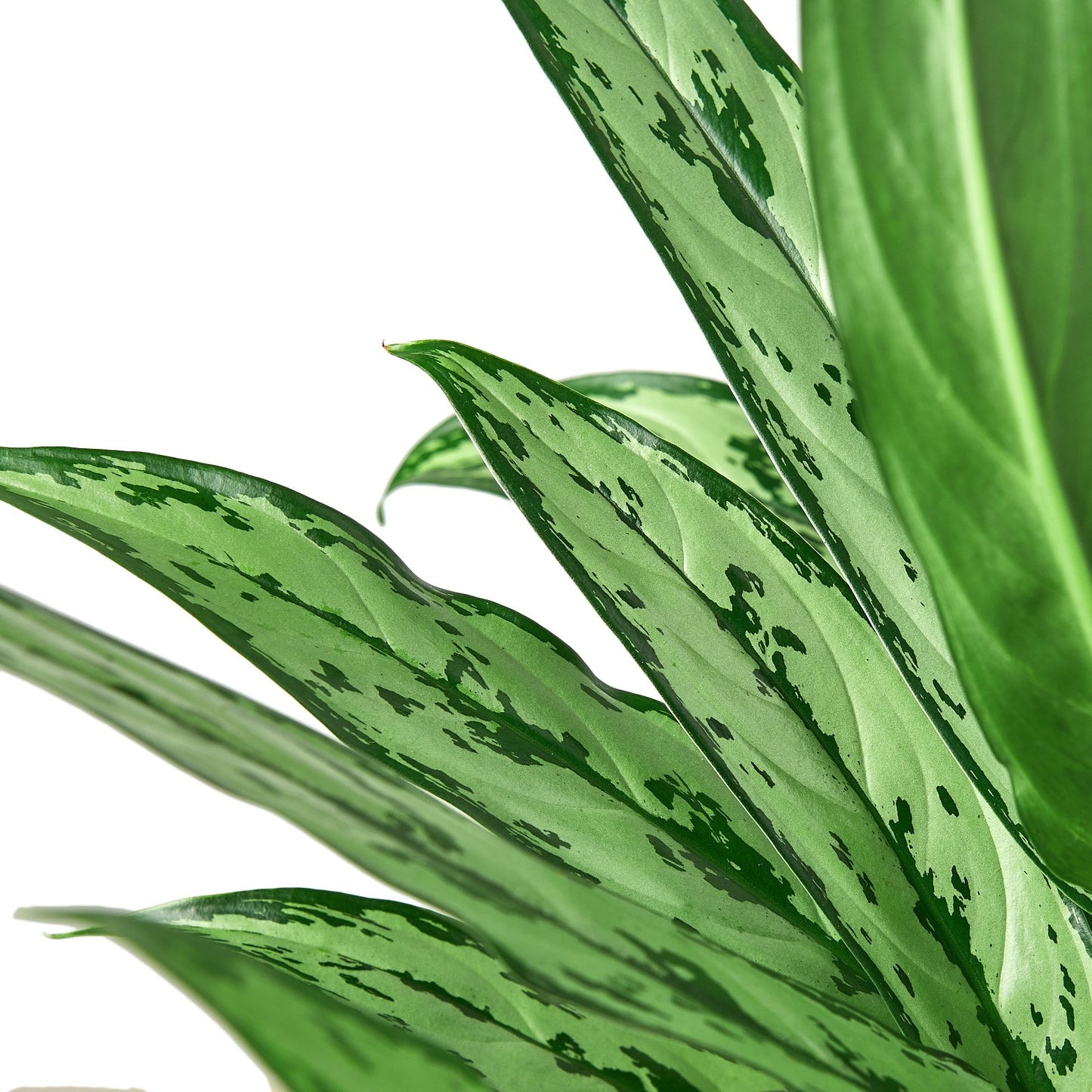 chinese evergreen house plant
