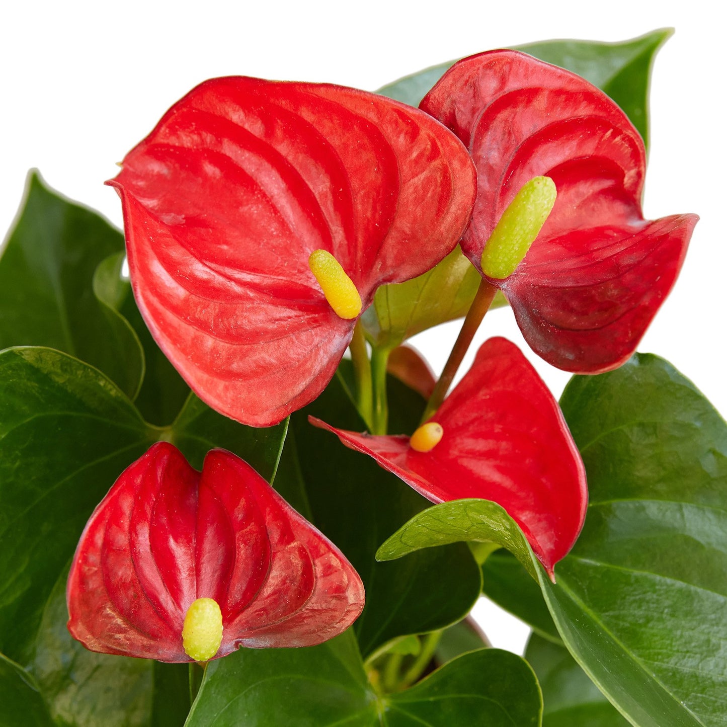 Anthurium 'Red' tropical indoor plant