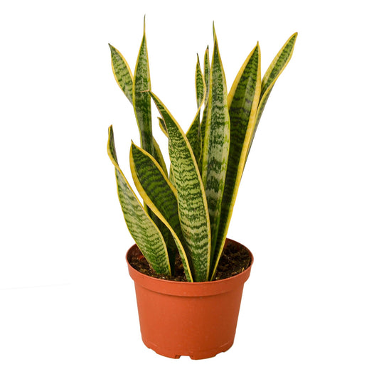 2 Snake (Sansevieria) Plant Variety Pack