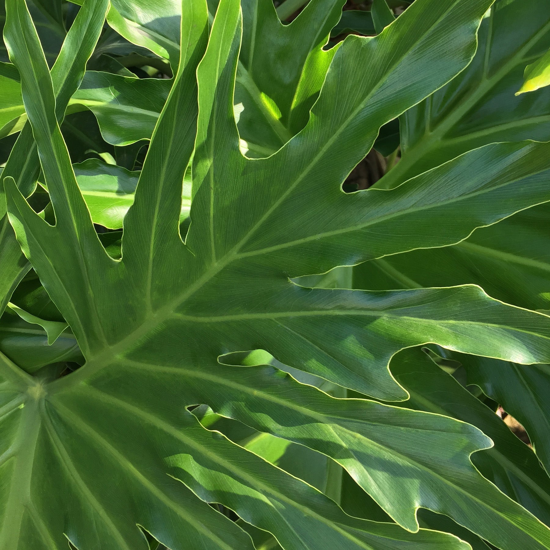philodendron split leaf light Philodendron 'Lickety Split' Live Plant, 8" Pot