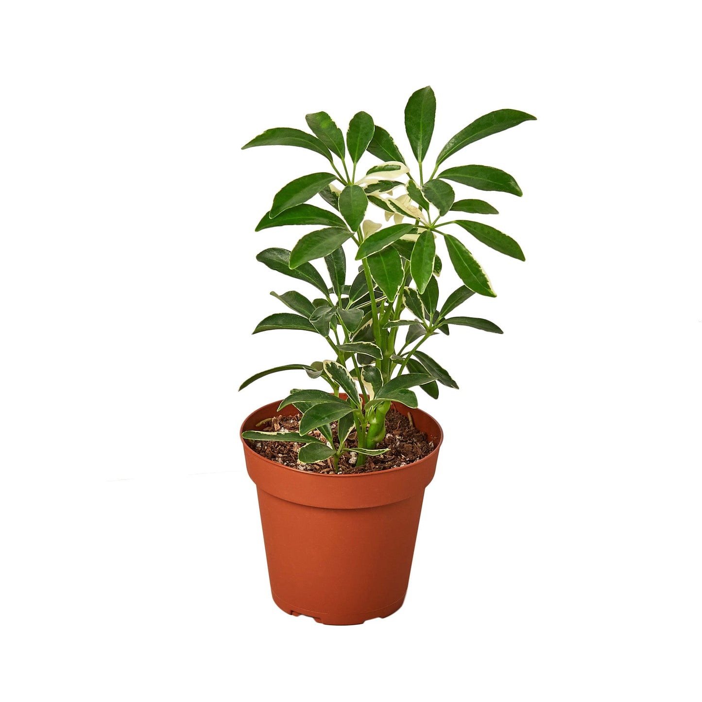 2 Different Schefflera Plants Variety Pack - 4" Pot