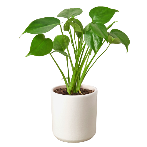 Monstera Deliciosa