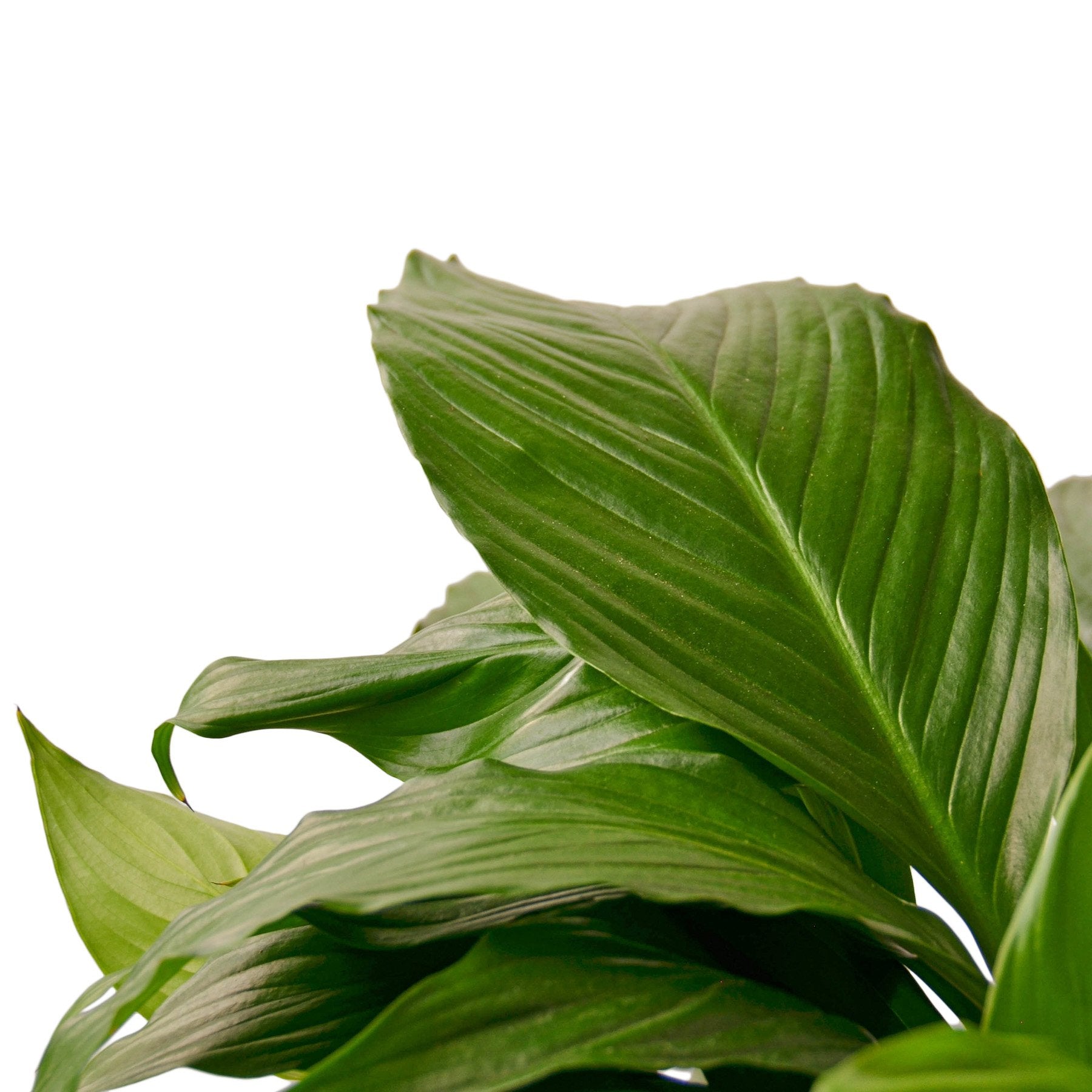 buy a peace lily Spathiphyllum 'Peace Lily' Live Plant, 4" Pot