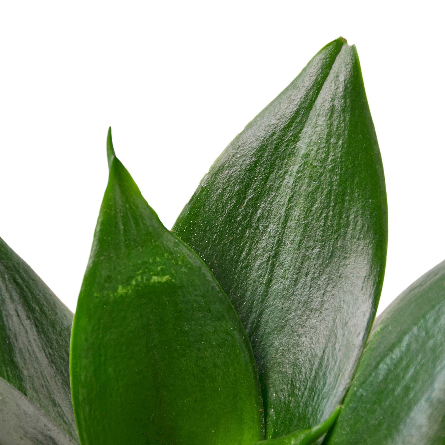 jade snake plant