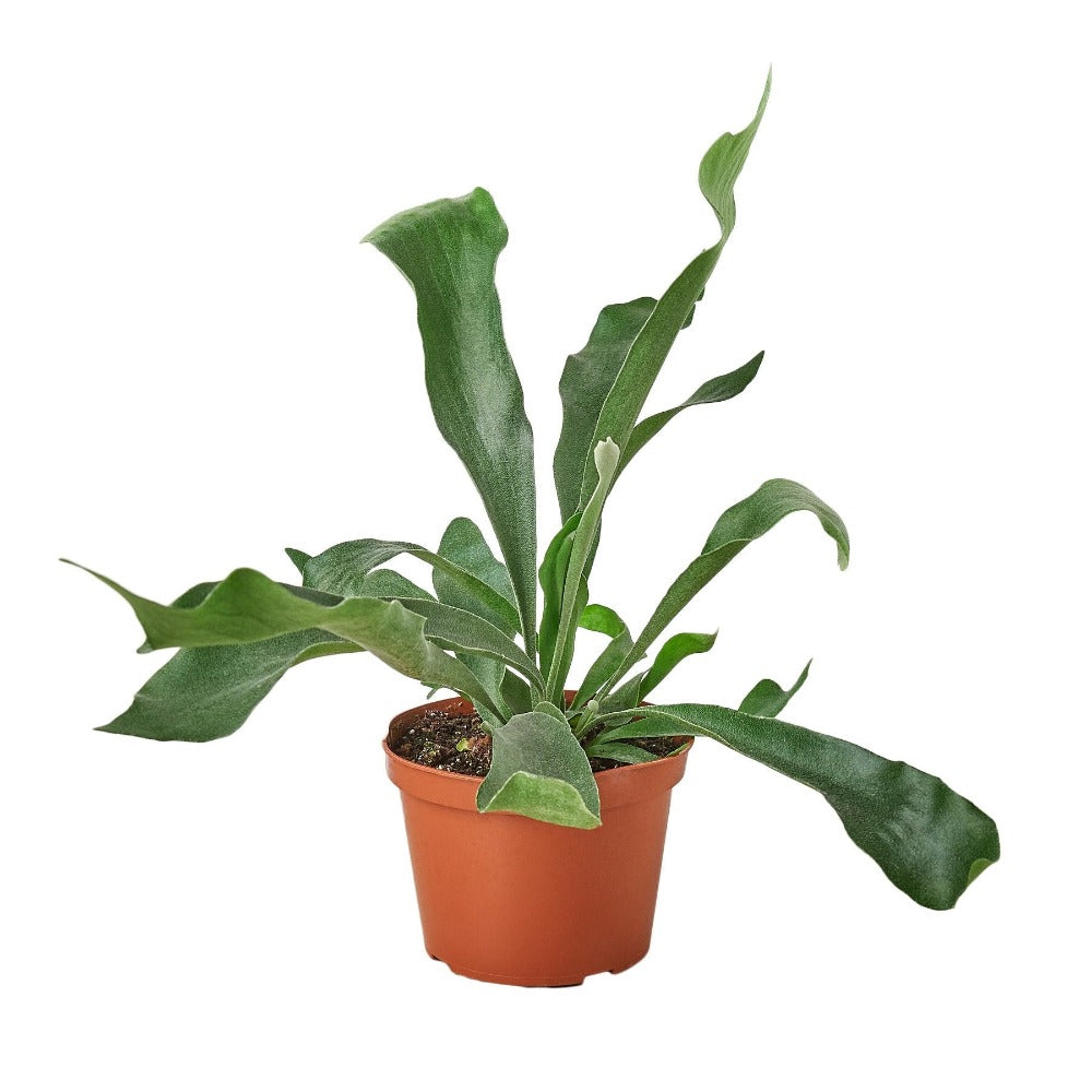 Staghorn Fern Media 2 of 5