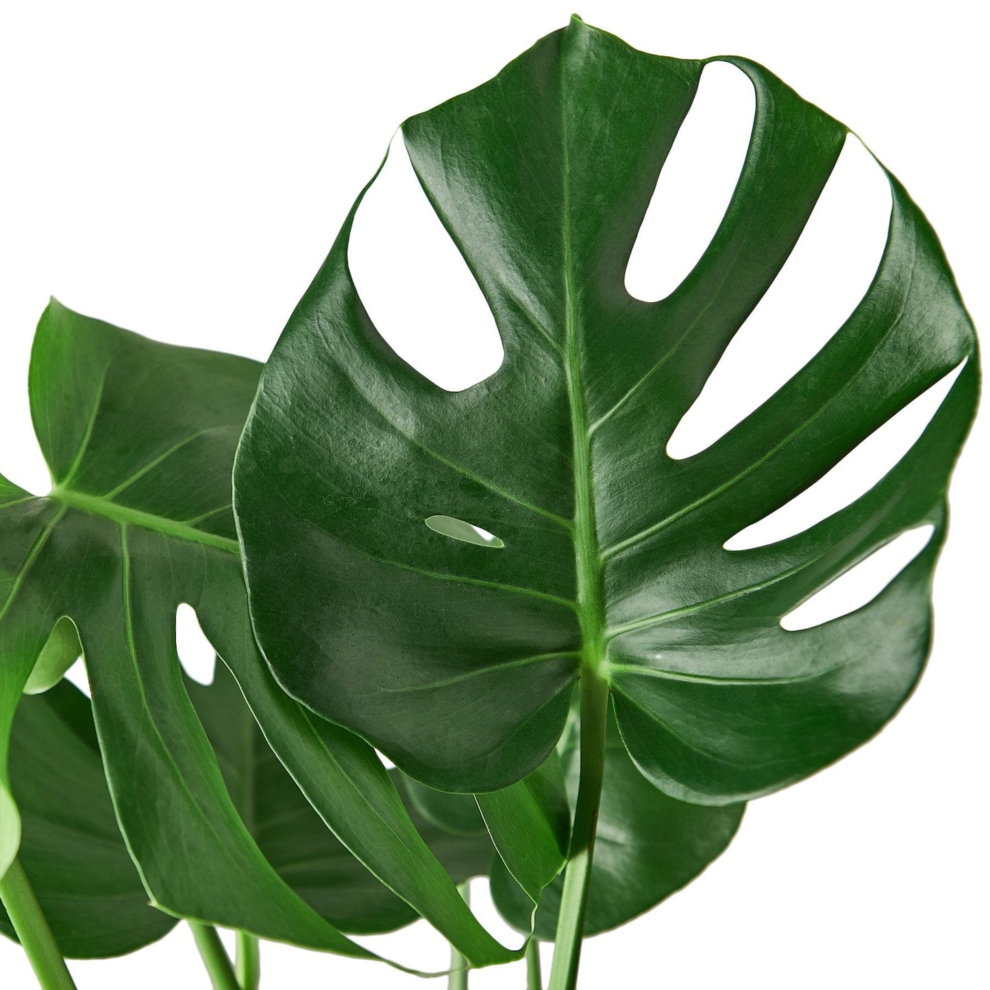 Monstera Deliciosa