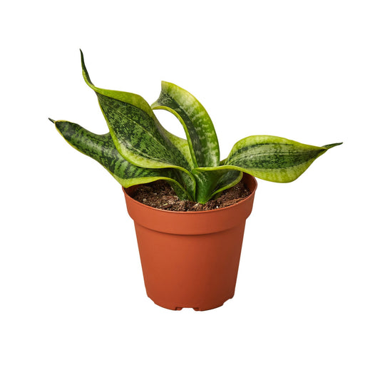 Snake Plant Twist - Plant Swag Shop