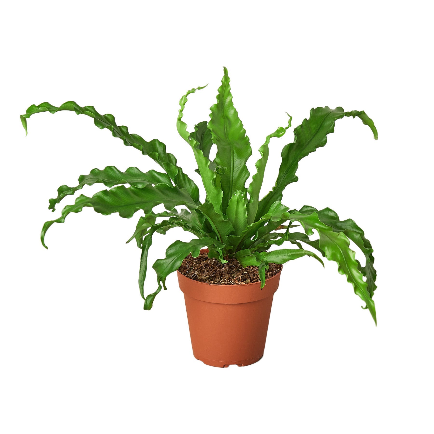 birds nest fern pet safe Bird’s Nest 'Victoria' Fern