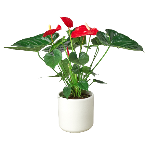 Anthurium 'Red' tropical indoor plant