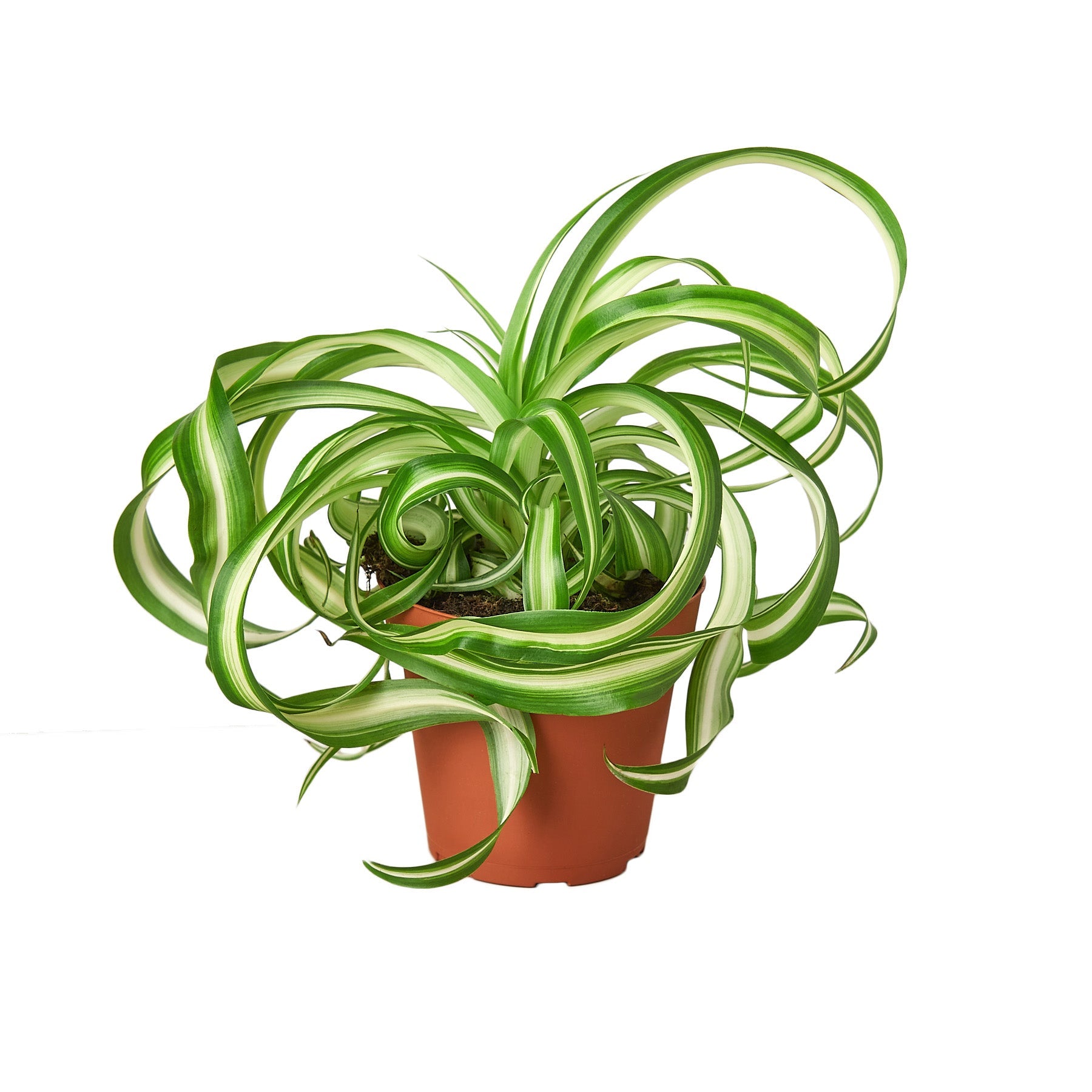 spider plant for sale near me Buy Spider Plant Bonnie