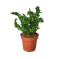 Nephrolepis exaltata 'Emina' fern