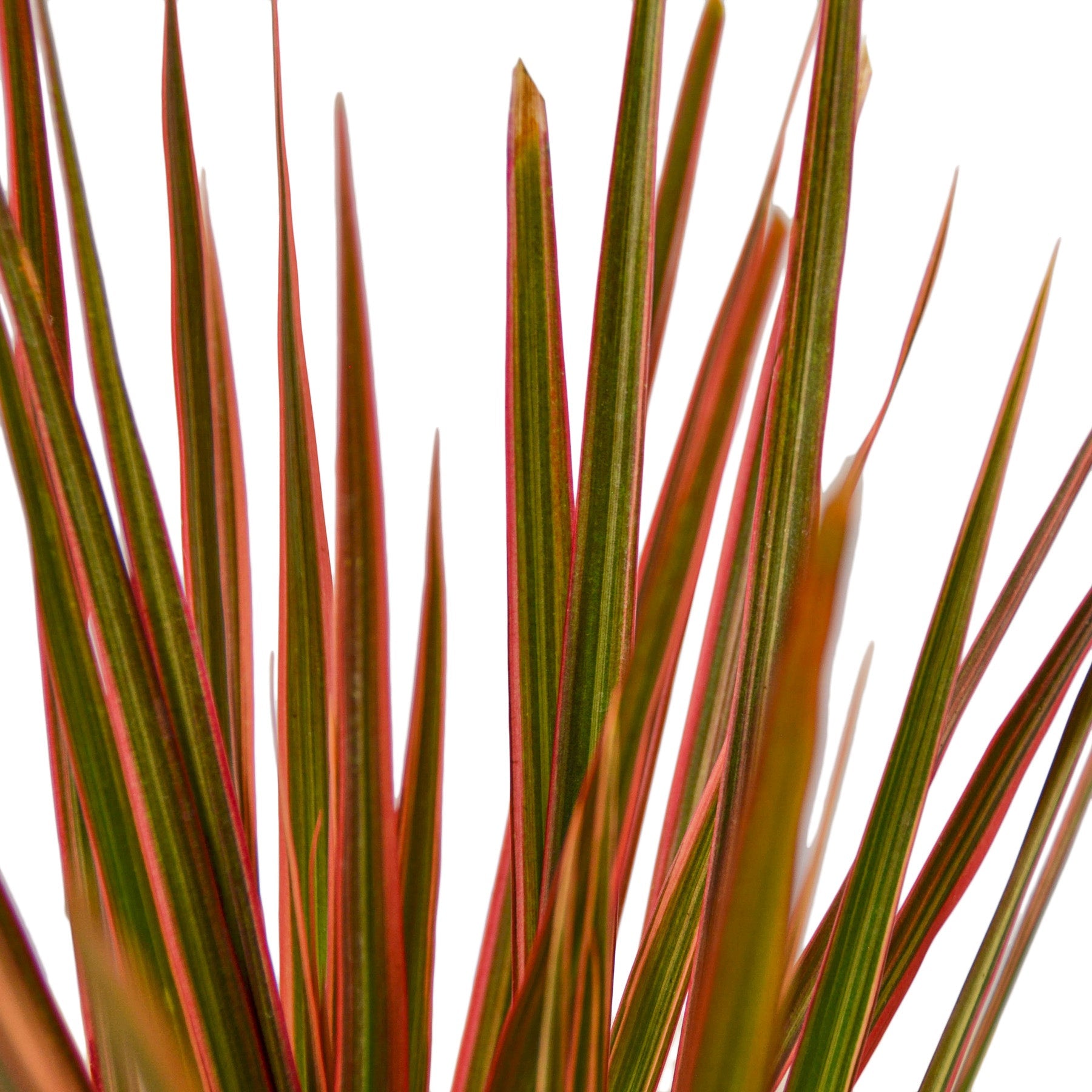 dracaena colorama toxic Buy Dracaena Colorama