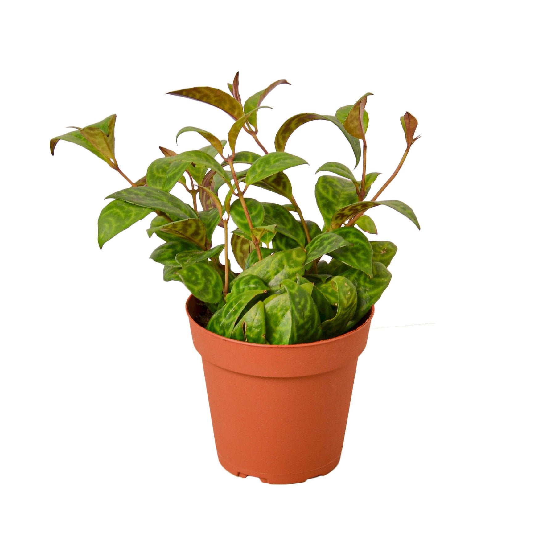 Aeschynanthus radicans