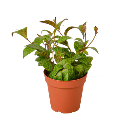 Aeschynanthus radicans
