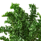 Nephrolepis exaltata 'Emina' fern