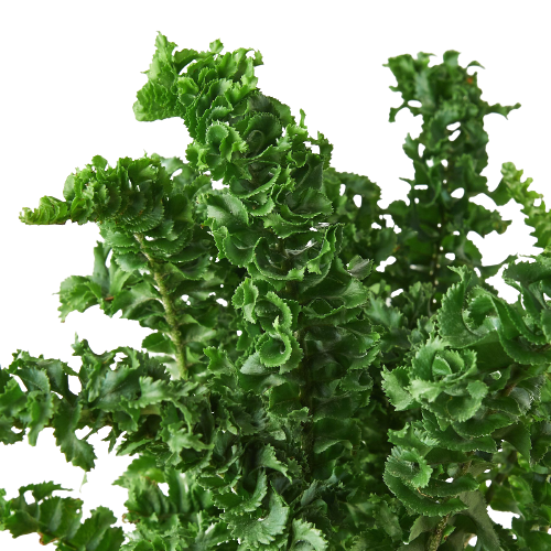 Nephrolepis exaltata 'Emina' fern